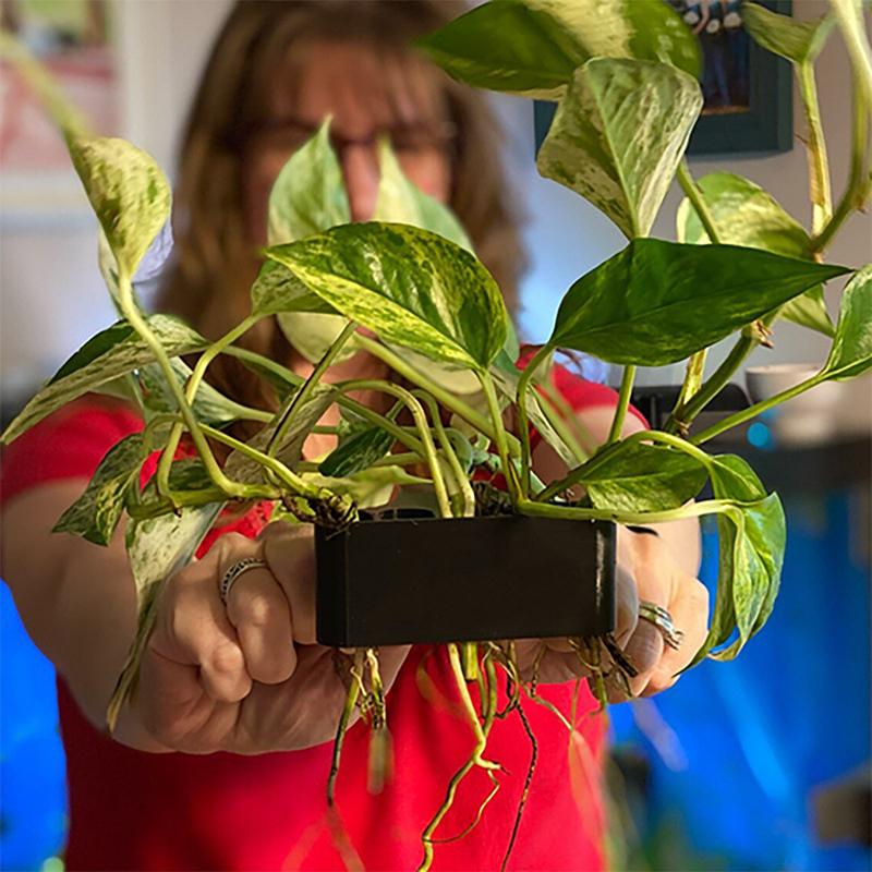 Aquarium Planted Setup - 1 2 3個入り水槽植物サポートバスケット栽培ラック水生植物ホルダー水槽アクアスケープセットアップ用