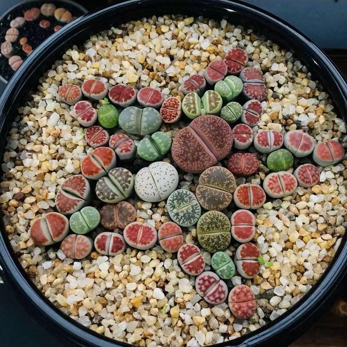 1pc-250 グラム天然結晶砂利石マイクロ風景庭水族館の装 - Aquarium Plant Gravel のレビューと価格