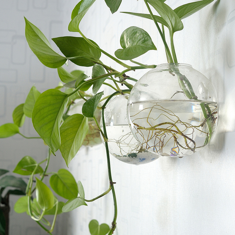 壁掛けアクリル水槽プレキシガラス水槽花瓶フラワーオーナメント - Planted Aquarium Bowl のレビューと価格